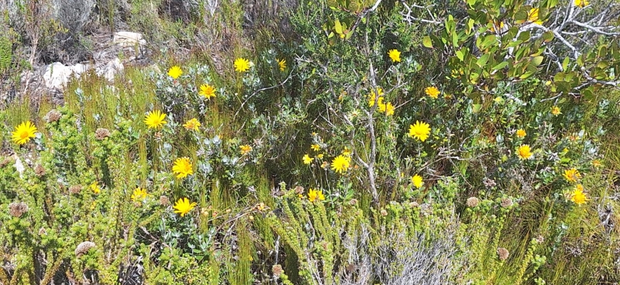 0 Bedroom Property for Sale in Stilbaai Oos Western Cape